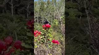 Tui feeding on a Protea in our garden [upl. by Quill496]