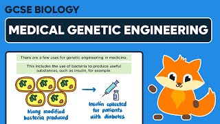 Genetic Engineering in Medicine  GCSE Biology [upl. by Dekeles809]