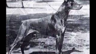 Pictorial history of the Dobermann [upl. by Cartie619]