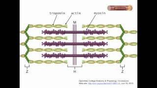 Muscle features skeletal muscle part 1 [upl. by Dowski]