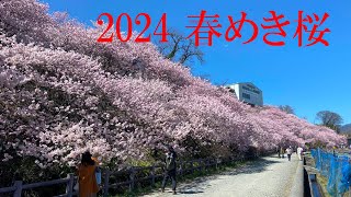 2024 一ノ堰ハラネ春めき桜 ～花のボリュームが凄い [upl. by Wall]