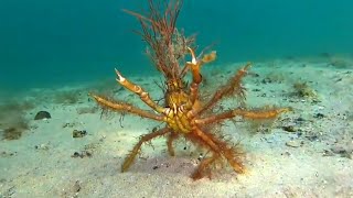 You Never Seen Decorator Crab Before  Funny ANIMALS videos 2024 [upl. by Aidnyc290]