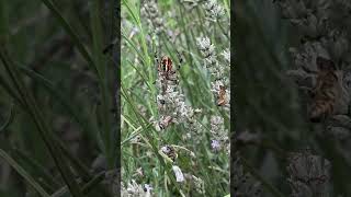 Spider tried to kill a bee shortsvideo shorts fyp bees [upl. by Ternan201]