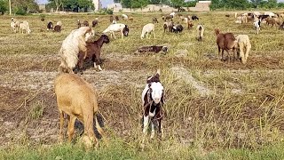 Sheep Breeding video  Sheep mating video vlog  karori vlog [upl. by Eelik]