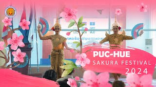 PUCHUE SAKURA FESTIVAL 2024 [upl. by Ahterahs]