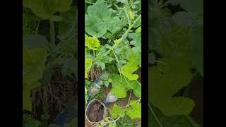 Roselle Plant Tender Pumkin Leaves karbianglong assam arunachalpradesh shorts youtubeshorts [upl. by Darraj616]