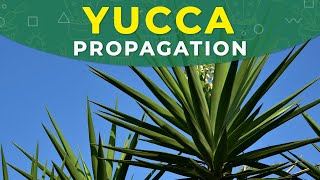 YUCCA PROPAGATION FROM CUTTINGS  ROOTING PROCESS PLANT REPOTTING [upl. by Yrome]