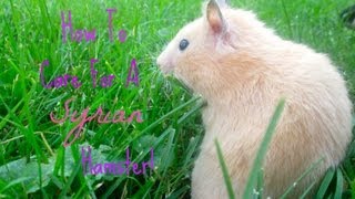 How To Care For A Syrian Hamster [upl. by Mallen]