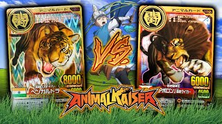 Bengal Tiger vs Apollo  Tiger vs Liger  Animal Kaiser [upl. by Aksehcnarf]