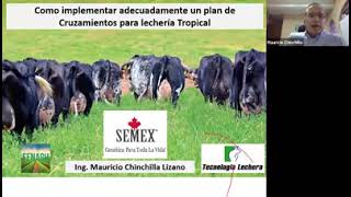 ¡¡¡ Implementación de un plan de cruzamiento para lechería tropical   agricultura necesaria [upl. by Mayberry]