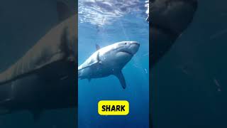 Sea Animal Names Starting with S  Fun amp Easy Phonics for Kids  abcd kids shorts viralvideo [upl. by Coray]