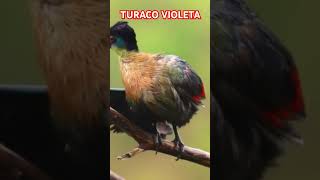 Turaco Violeta [upl. by Ahsyle]