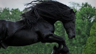 WATCH AND BE CAPTIVATED FRIESIAN STALLION FREDERIK THE GREAT [upl. by Koss]