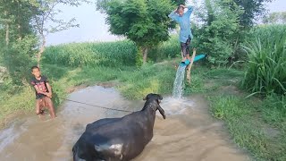 Buffalo bathing video  village life PindwaleFaisal [upl. by Gerianna173]