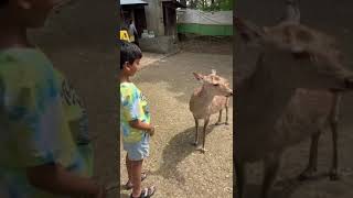 Japan’s polite bowing deer of Nara [upl. by Ellary159]