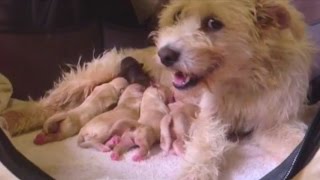 Rescued Stray Dog Has THE CUTEST Puppies  The Dodo [upl. by Assenov6]