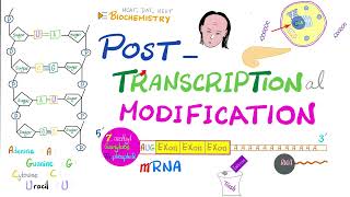 Posttranscriptional modification hnRNA to mRNA Splicesome Splicing Cap Tail Introns Exons [upl. by Aicilram]