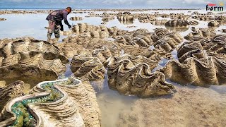 Harvest Giant Clam  Tridacna gigas  Fishermen Harvest Millions of Giant Clams This Way [upl. by Cruz]