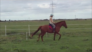 3Dressur reiten mit feinen HilfenPferdegerecht reitenLosgelassenheit [upl. by Photina]