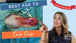 Dog Spay Recovery Progress day by day amp Helpful Tips [upl. by Jeuz]