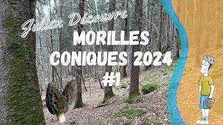 Morilles coniques 2024 1 [upl. by Namara]