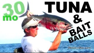 BLACKFIN TUNA amp HUGE BAIT BALLS offshore in PENSACOLA Florida [upl. by Rod]