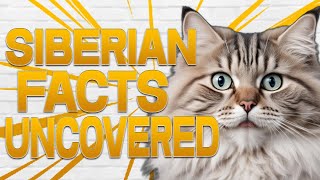 Amazing Facts About Siberian Cats You Didnt Know [upl. by Neyrb]