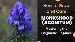 Mastering the Enigmatic Elegance How to Grow and Care for Monkshood Aconitum [upl. by Fabi]