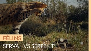 Un serval sattaque à un serpent farouche [upl. by Tibbetts]