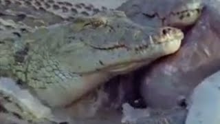 Raw Video Giant Crocodile Caught in Philippines [upl. by Sivart]