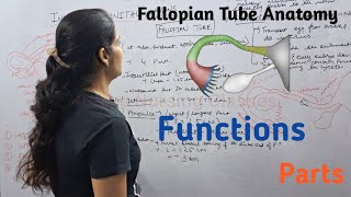 Fallopian Tube  Function Parts  By Reena Sharma  NORCET  Aiims  Cho Staff nurse  Gnm [upl. by Engelbert]