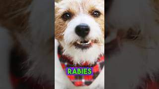 How Dangerous Rabies Virus Can be rabies rabiesvaccine shorts rabiesprevention [upl. by Zehc]