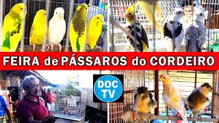 Feira de Pássaros e Gaiolas do Cordeiro passaros criarpassaros feiralivre [upl. by Eniluqaj]