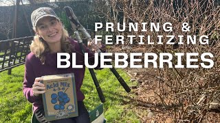 How to prune amp fertilize blueberries 🫐 [upl. by Hendrickson]