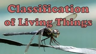 Classification of Living Things [upl. by Anila719]