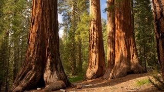 The Redwood Trees  World Tallest Trees [upl. by Ansell]