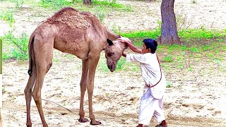 The human child caught the camel  camel Funny video [upl. by Aitsirhc133]