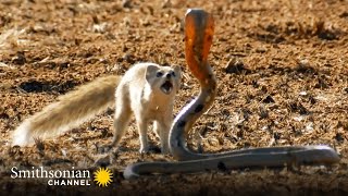 10 Craziest Animal Fights in the Animal Kingdom 🐍 Lions Hippos Cobras  Smithsonian Channel [upl. by Seaton]