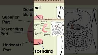 Duodenum anatomyThe duodenum is the first part of the small intestine duodenum anatomy function [upl. by Garate213]