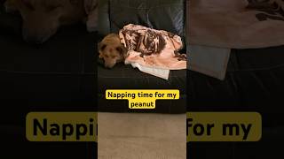 My Dog napping time germanspherddog dogshorts dogloversthanks everyone pls subscribe [upl. by Ahkihs752]