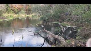 Tour of Ichetucknee Springs 20231214 [upl. by Sorazal]