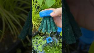 DIY Spawning Mop for Ricefish ricefish aquariumhobby diyaquarium minipond patiopond [upl. by Merari]