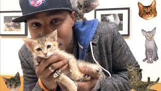 iAmMoshow  Adopt A Cat Official Video [upl. by Bonnibelle783]