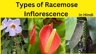 Types of Racemose Inflorescence Racemose Inflorescence characteristics and types [upl. by Eeloj]