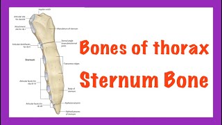 Sternum Bone Thorax [upl. by Ettesel328]