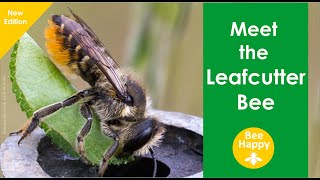 Meet the Leafcutter Bee  NEW edition [upl. by Dougie]