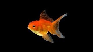 Gold Fish  Kalpesh Aquarium shop  fish lovers [upl. by Alana152]