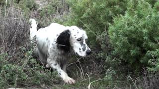 Pheasants Hunting in Greece  Κυνήγι φασιανού [upl. by Ramuk969]