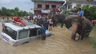 Elephants rescue tourists stranded by floods in Nepal [upl. by Gibb]