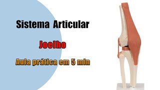 Articulação do joelho  Aula prática  Anatomia  Anatomia Humana [upl. by Ahsiekam13]